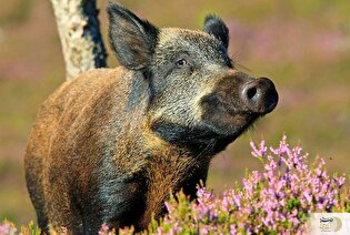 حکم شرعی گراز خوردن گوشت گراز/  پاسخ صریح قرآن و روایات