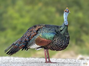 تکان دهنده! این گوشت سفید اشرف بر میگو است: فسفرِ این پرنده، مغز شما را شش برابر تقویت می‌کند!