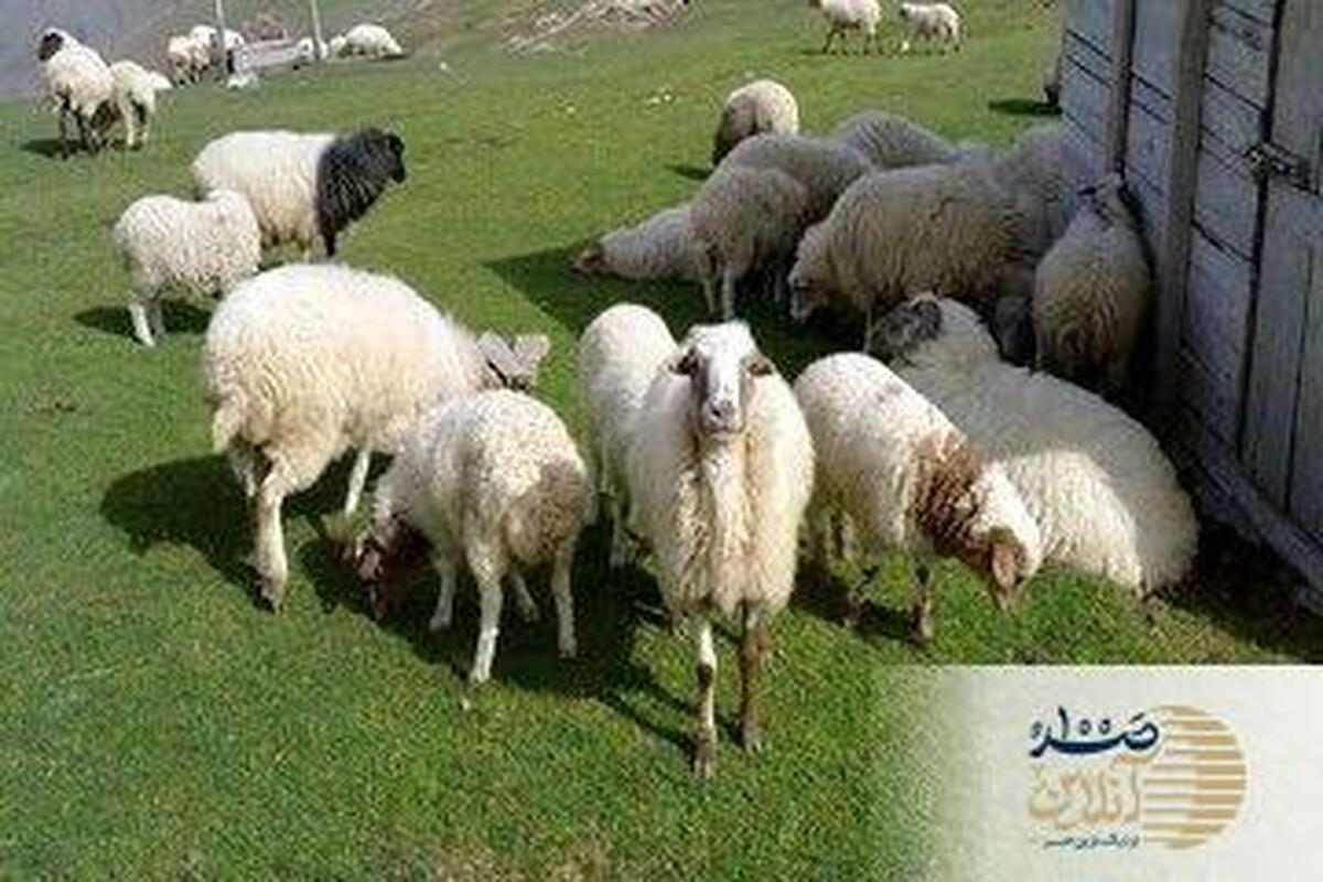 آخرین قیمت جدید گوشت قرمز امروز ۳۰ آبان‌ماه ۱۴۰۴