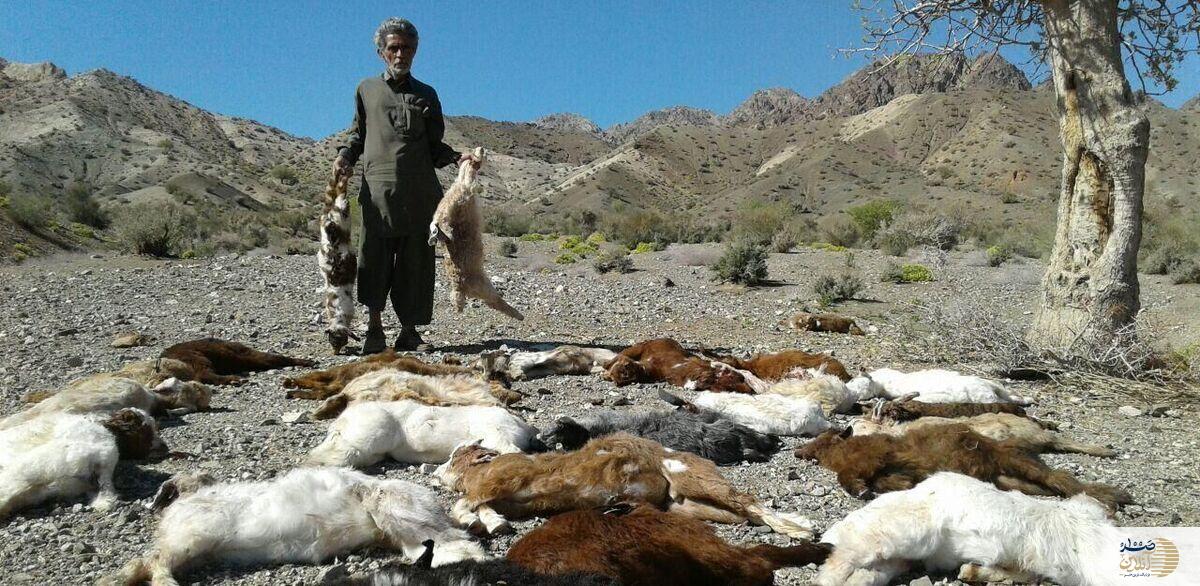 حمله گرگ ها جان ۶۰ راس بز را گرفت