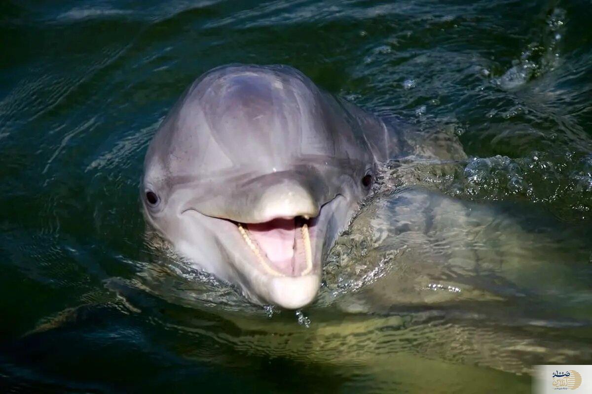 به گوشت این حیوان دریایی لب نزنید