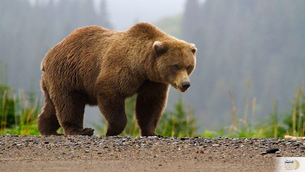 برخورد وانت با خرس قهوه‌ای مرگبار شد