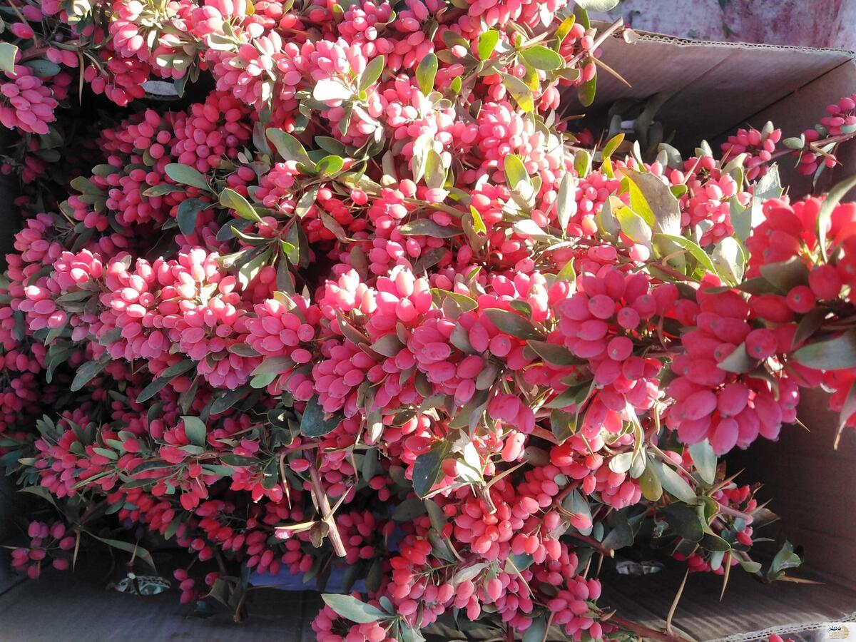 راز سلامتی و خواب آرام: کشف شگفت‌انگیز خواص دانه یاقوت تازه در شب!صفرشویی کبد و قلب و کلیه و معده و روده بزرگ تا صبح