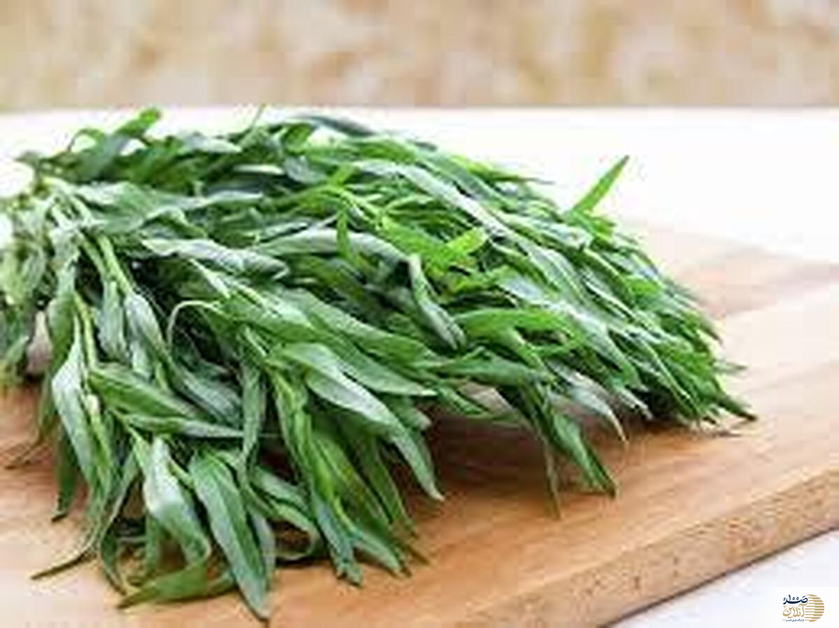 ترخون گیاهی معطر که بمب سلامتی بدن شماست