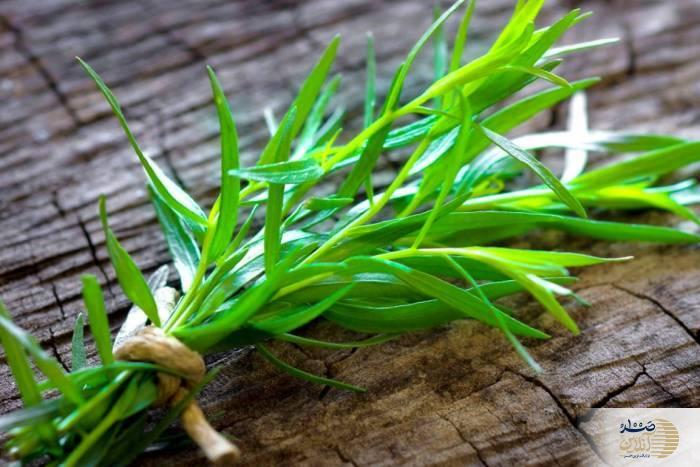 ترخون گیاهی معطر که بمب سلامتی بدن شماست