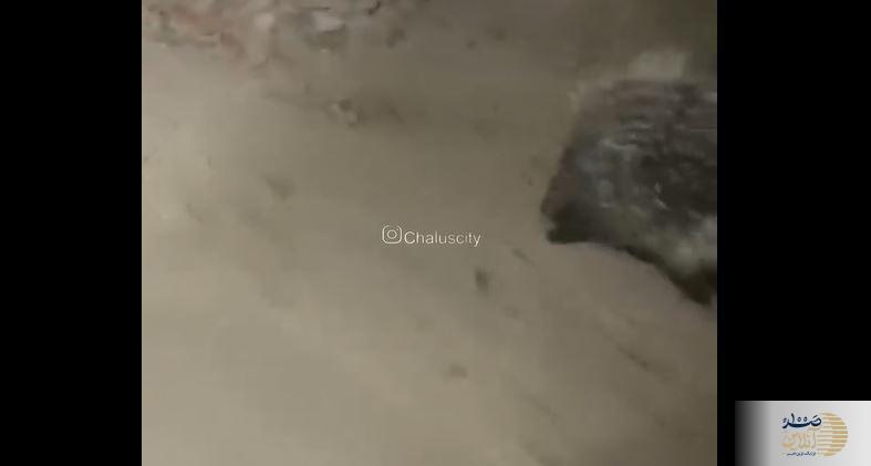 ببینید| فرار دلخراش تشی از آتش جنگل‌های هیرکانی/ تصویری که دل‌ها را لرزاند