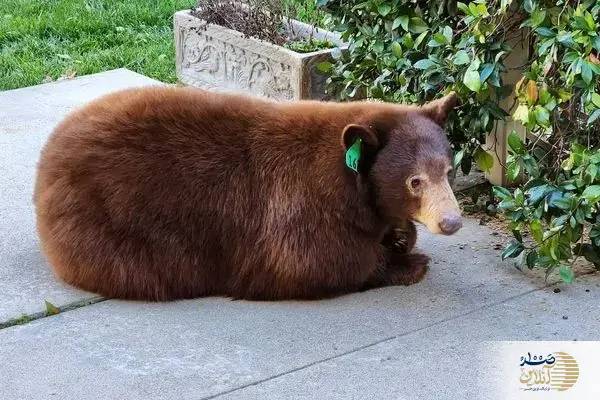 ببینید/ سکونت عجیب خرس بزرگ زیر یک خانه باعث وحشت شد