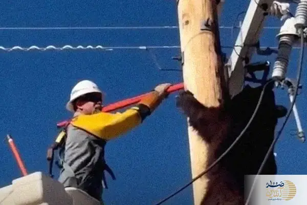 ببینید/ عملیات نفس‌گیر برای نجات خرس از بالای تیر برق