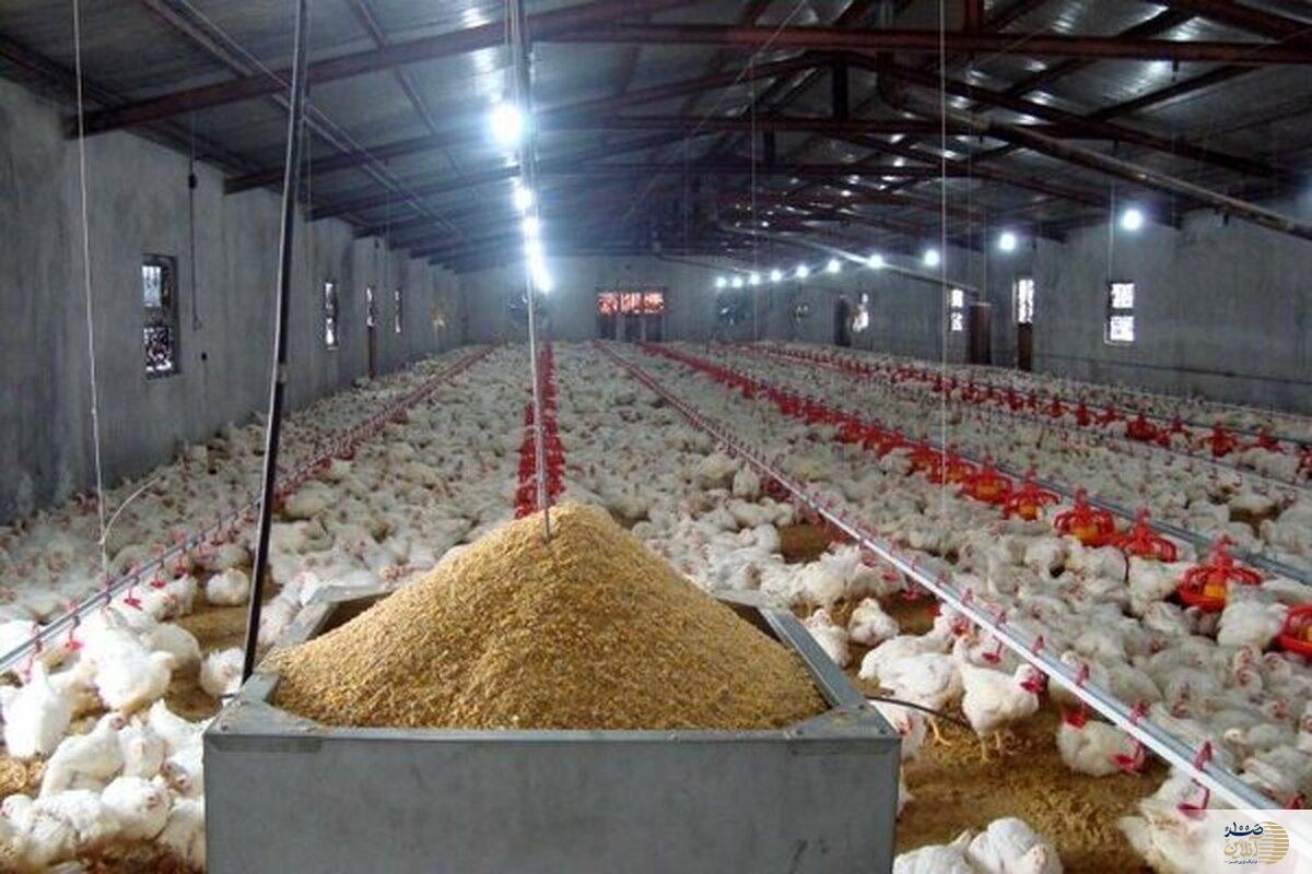 هشدار تشکل‌های دام و طیور درباره بحران تأمین نهاده‌ها؛ توقف جوجه‌ریزی و زیان سنگین تولیدکنندگان | قیمت مرغ در 2 ماه آینده به دوبرابر می رسد