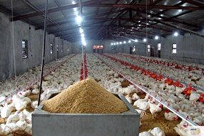 هشدار تشکل‌های دام و طیور درباره بحران تأمین نهاده‌ها؛ توقف جوجه‌ریزی و زیان سنگین تولیدکنندگان | قیمت مرغ در 2 ماه آینده به دوبرابر می رسد