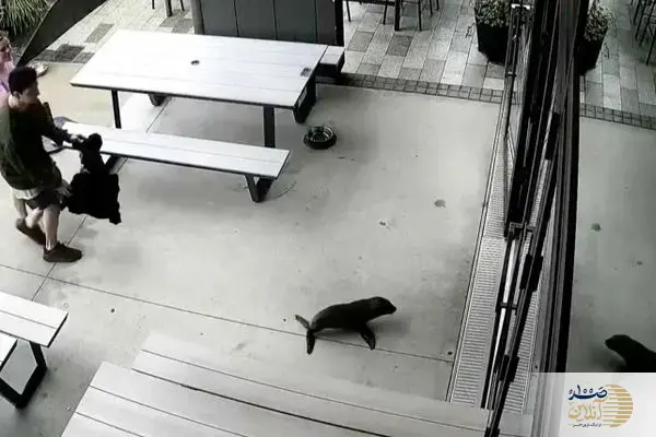 ببینید/ تعقیب و گریز بامزه یک بچه‌فوک با پیتزا در کافه