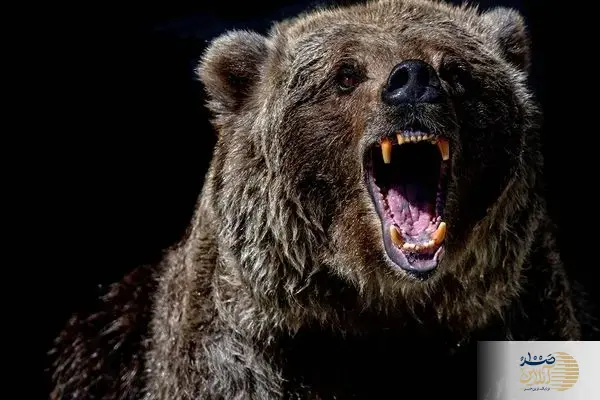 ببینید/ کشتی خرسی با انسان در چین!