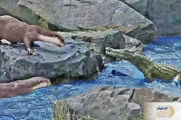 ببینید/ تصاویری از درگیری تمساح خشمگین با سمور‌ها