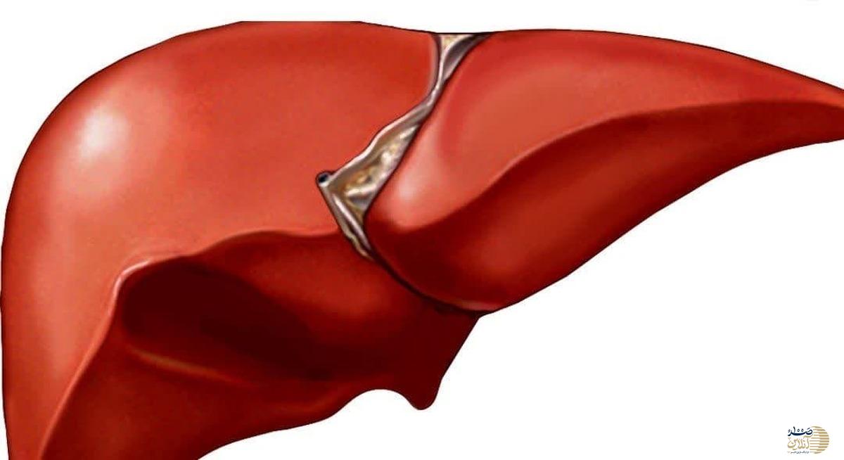 اگر کبدتان چرب است روز خود را با این نوشیدنی ها شروع کنید