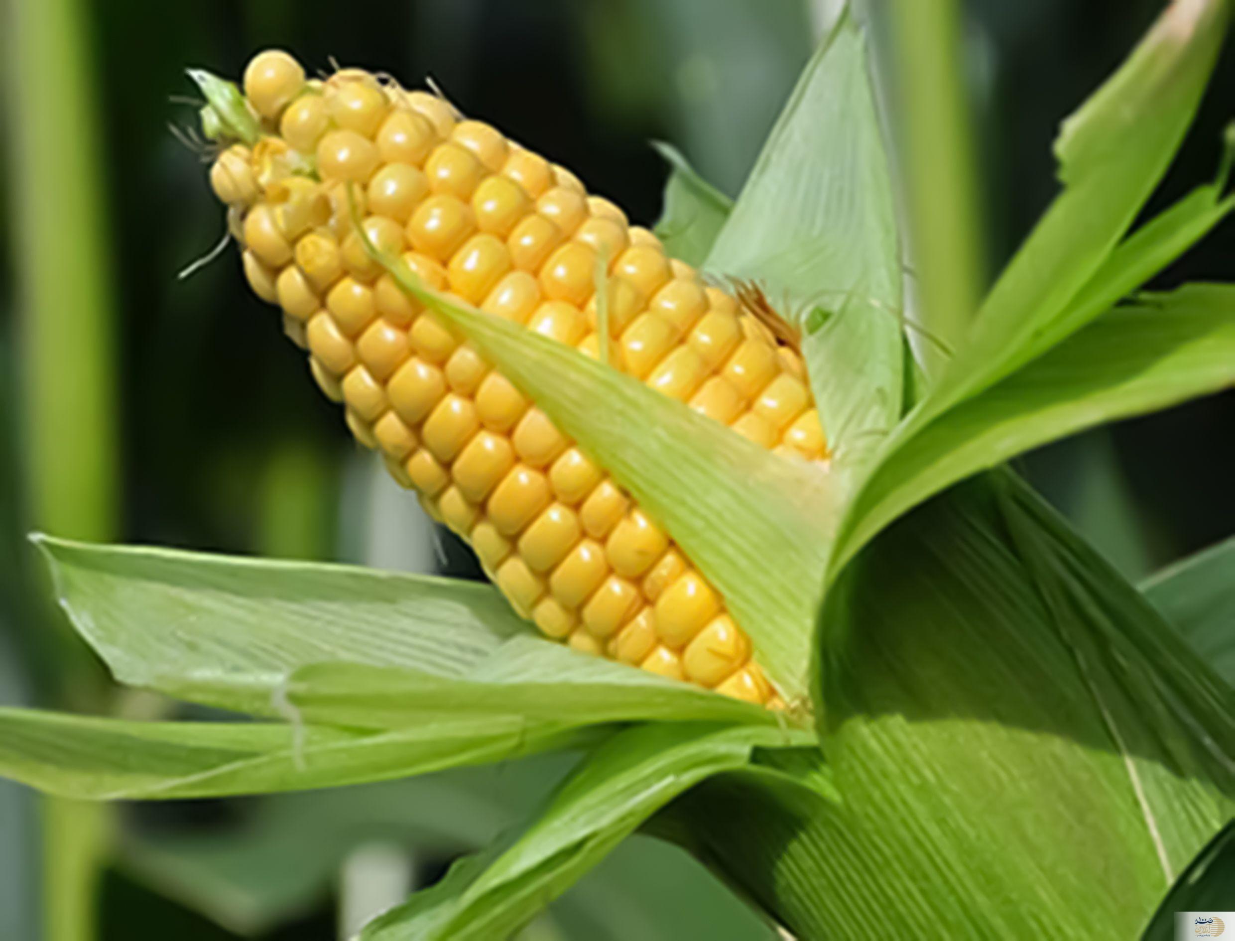 ذرت را به این طریق بپزید ذرت را به این طریق بپزید