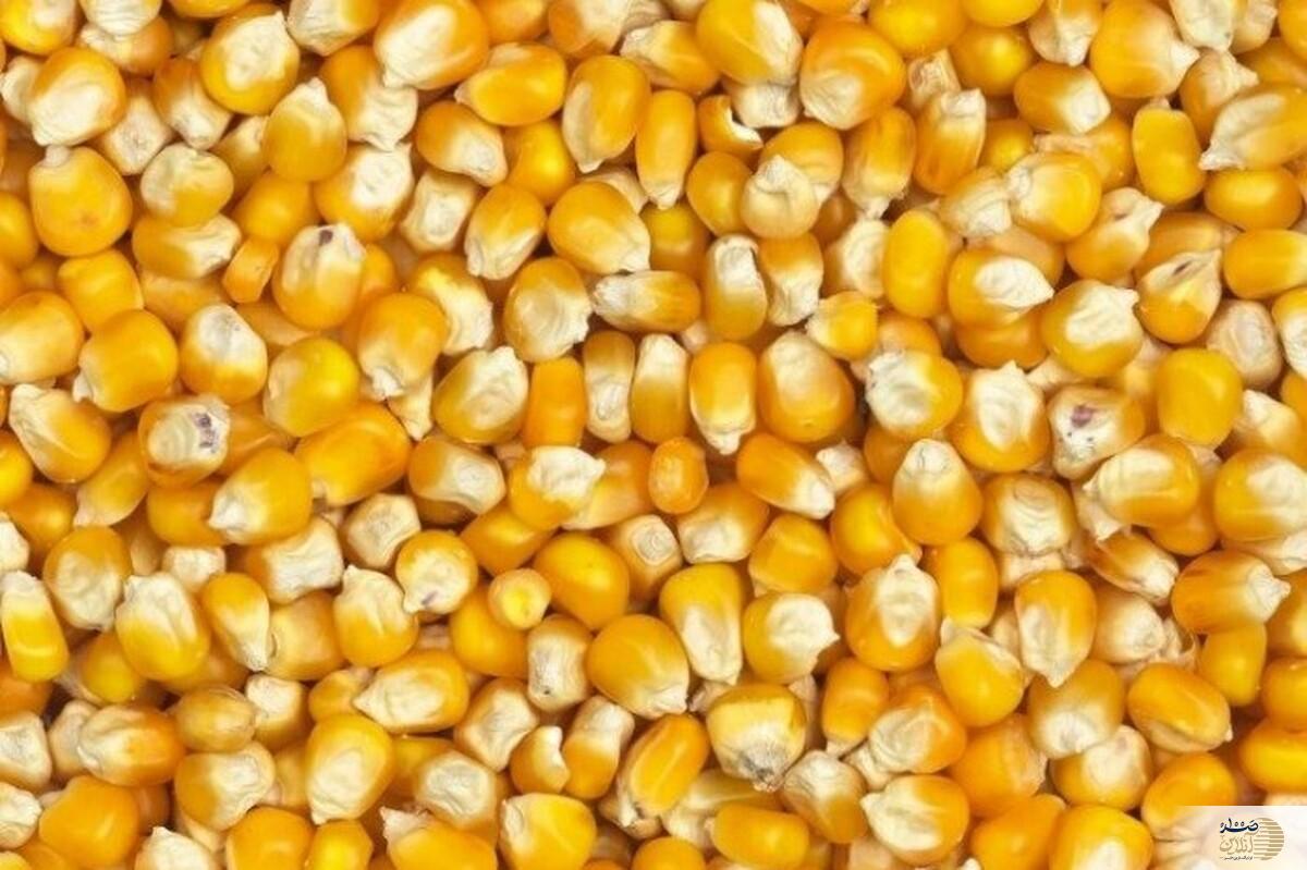 اگر سلامتی تان را دوست دارید به این روش ذرت را بپزید