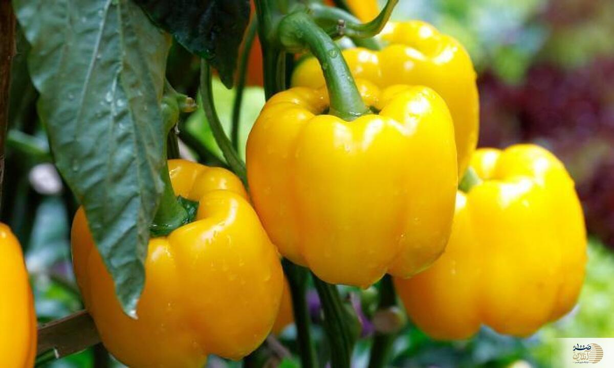 با مصرف این ماده غذایی دیگر سرماخوردگی و آنفولانزا به سراغ شما نمی آید