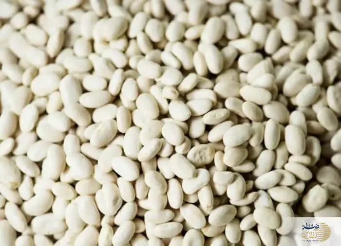 لوبیا سفید، گوشت بدون استخوانی با خواص اعجاب‌انگیز