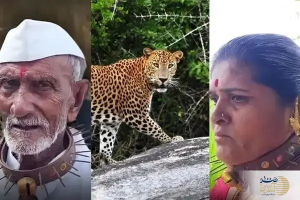 ببینید/ روستایی که برای مقابله با حمله پلنگ‌ها قلاده‌های خاردار می‌پوشند