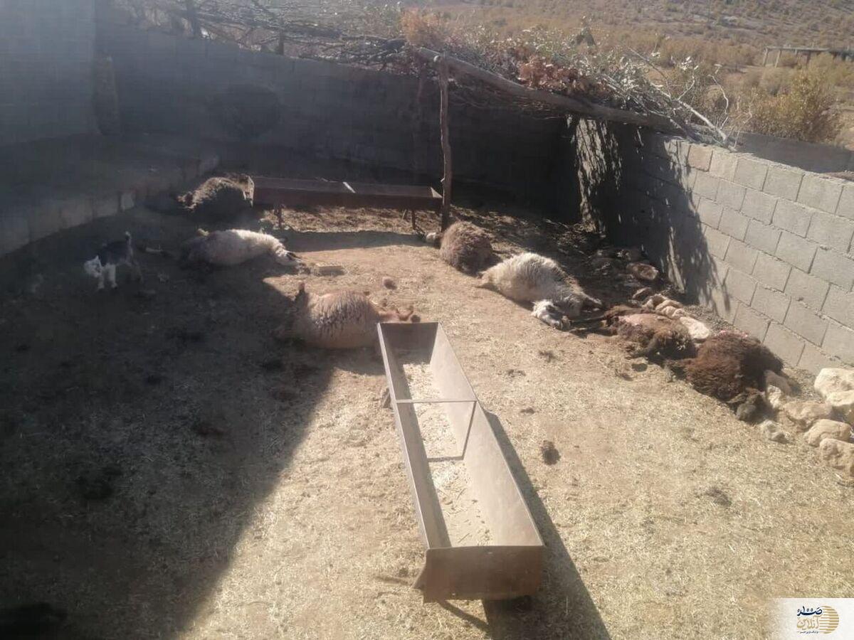 گرگ گرسنه بلای گوسفندان شد