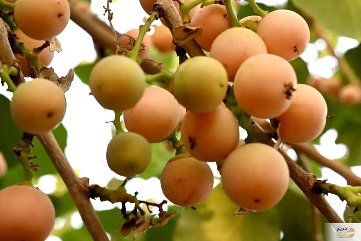 بجای دیفن هیدرامین این میوه را بخورید