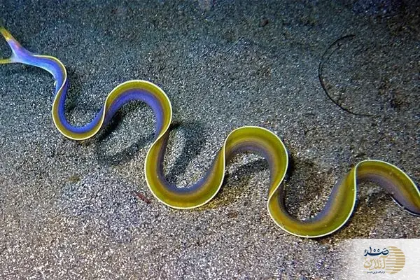 ببینید/ تصاویری زیبا و نادر از مارماهی روبانی در اعماق اقیانوس