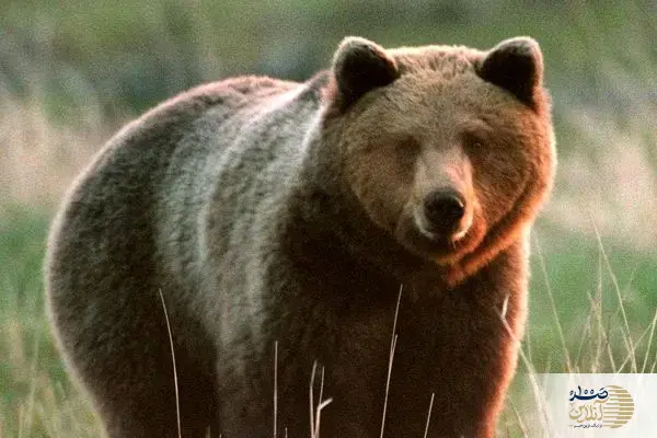 ببینید/ تصاویری جذاب از غذا خوردن خرس قهوه‌ای در جنگل‌های هیرکانی