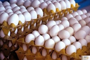 قیمت جدید تخم مرغ اعلام شد
