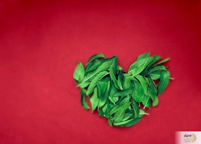 معجزه پونه برای گوارش و تنفس / پونه کوهی جای آنتی‌بیوتیک؟
