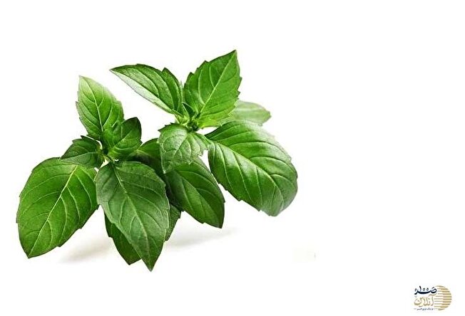 این گیاه معطر در سبزی خوردن ضد دیابت، ضد درد، ضد فشار خون و ضد گاز معده است