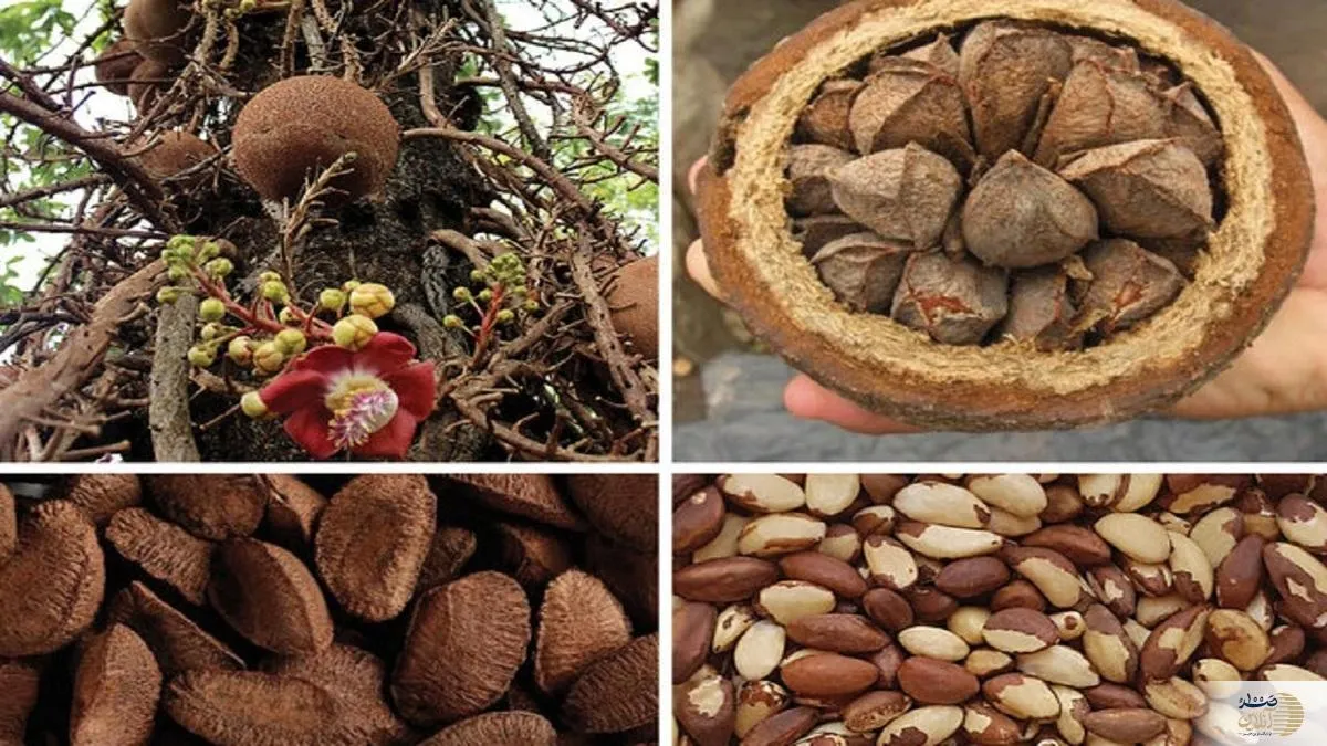 آجیل برزیلی و خطرات سلنیوم