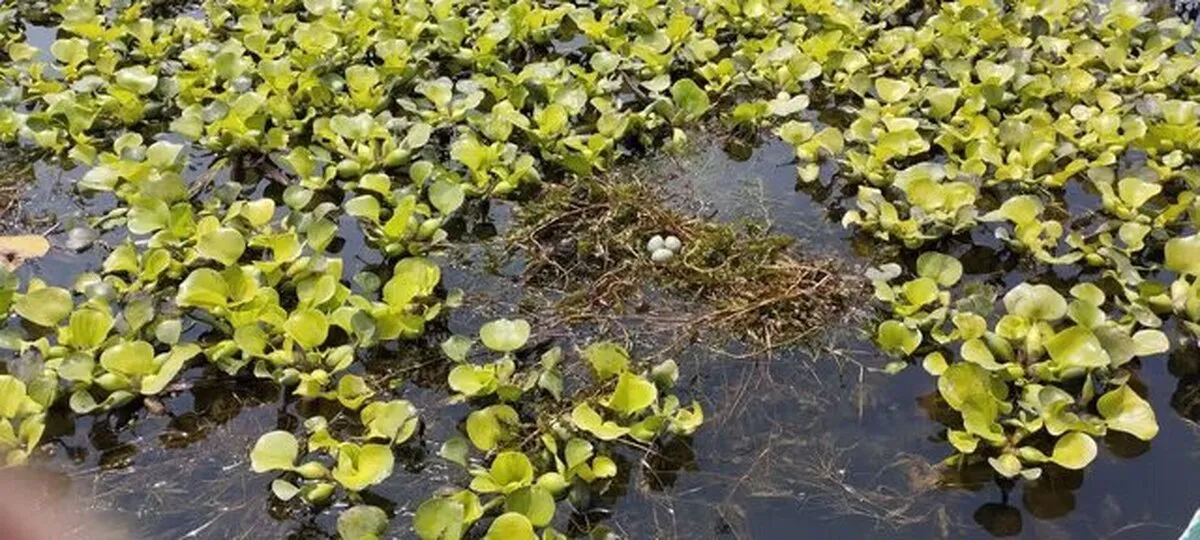 از تردد غیرضرور در نزدیکی کلونی‌های پرندگان تالاب انزلی خودداری کنید