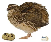 گوشت این پرنده شش برابر گوشت میگو فسفر دارد / هشتاد بیماری را از بین ببرید و 100 ساله شوید