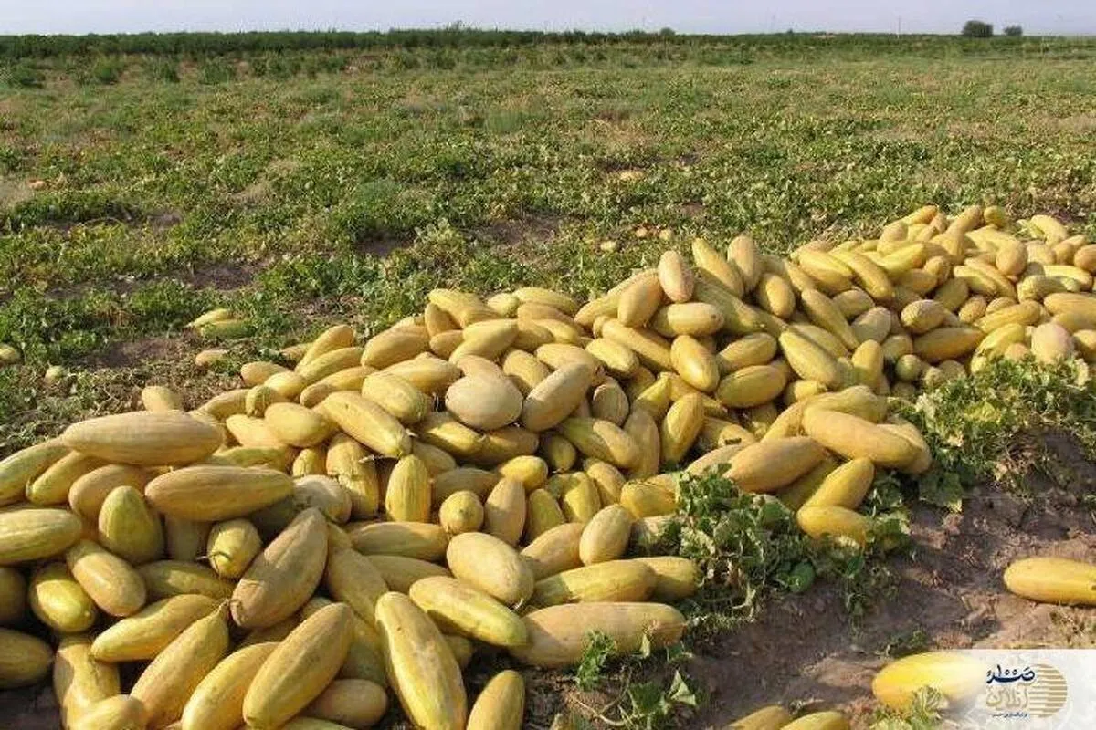فقط این میوه در تابستان می تواند در یک روز سنگ کلیه را از بین ببرد