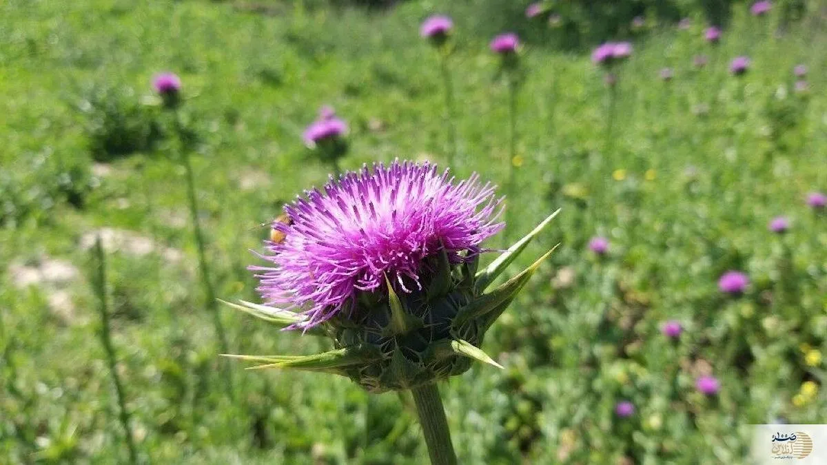 اگر می خواهید کبدتان فول انرژی شوید این گیاه را مصرف کنید