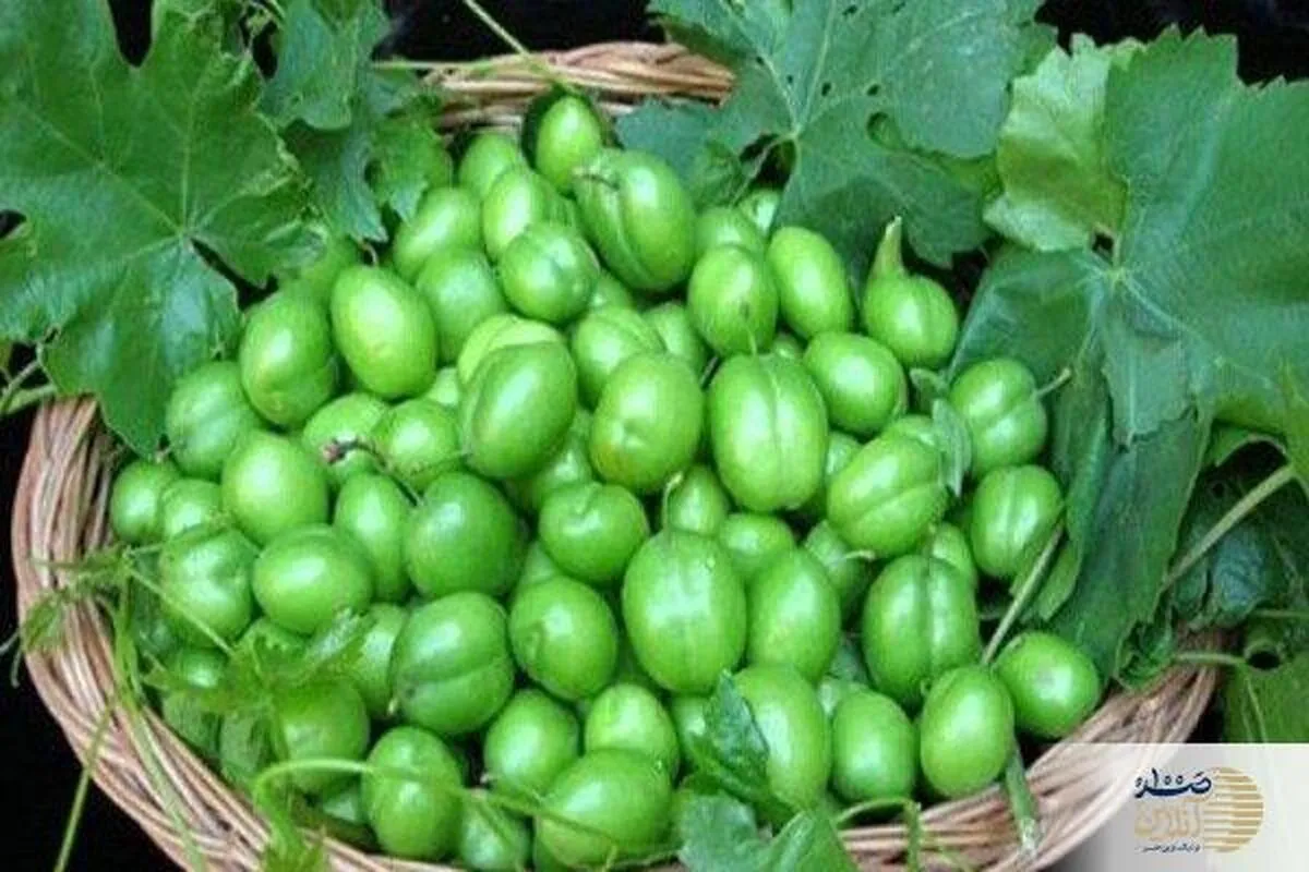 این افراد نباید گوجه سبز مصرف کنند / خطر مرگ وجود دارد