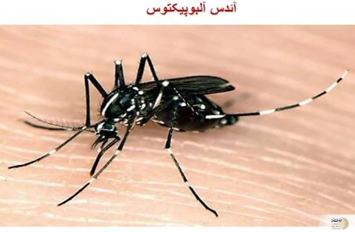 بازگشت تب دنگی به ایران/ آیا مجدداً در معرض خطر هستیم؟