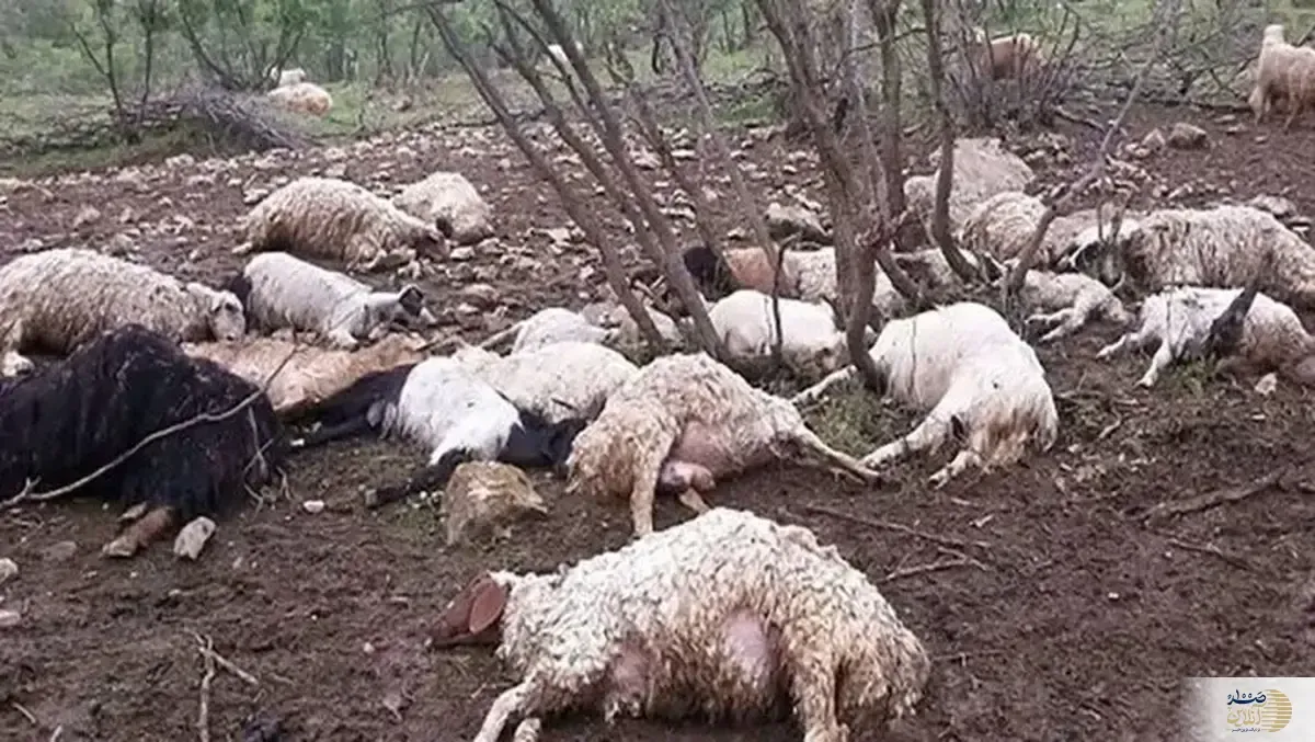 فاجعه برای عشایر کلات/ رانش کوه و سقوط ۱۲۰ گوسفند از ارتفاع