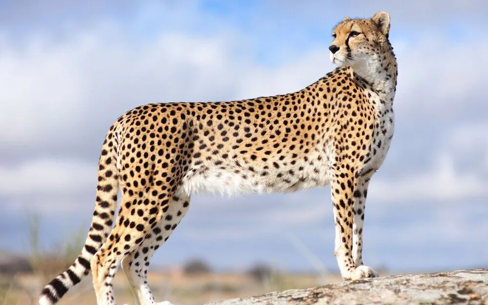یوز