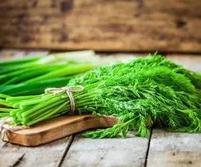 فرصتی برای زندگی دوباره در سبزی‌کاری؛ از پاکسازی کبد تا تقویت قلب با خواص شگفت‌انگیز «شوید»