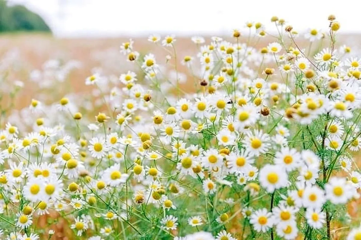 خواص بابونه باورنکردنی و فوق العاده است