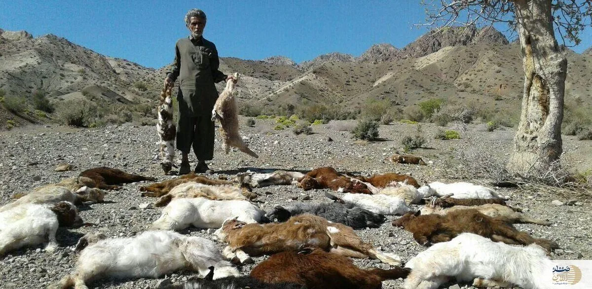 حمله گرگ ها جان ۶۰ راس بز را گرفت