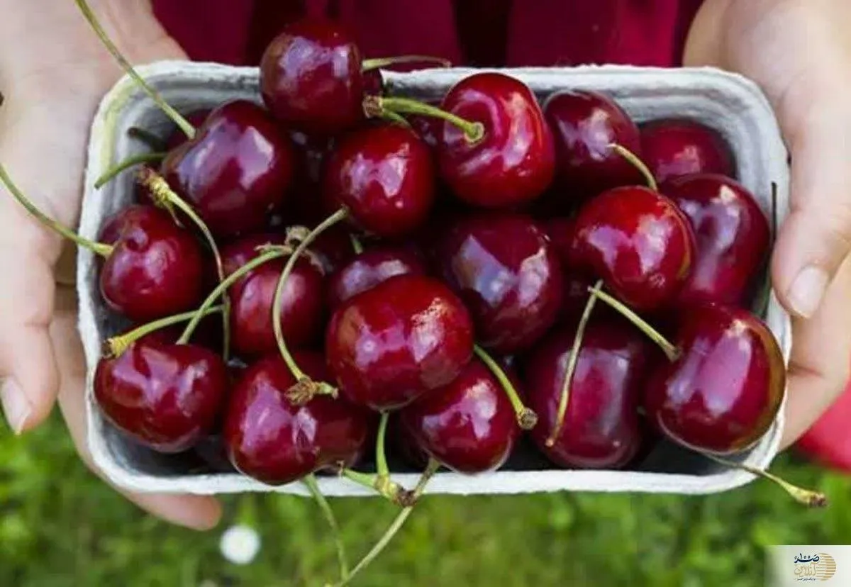 جلوگیری از اختلالات بینایی با این میوه خوشمزه تابستانه