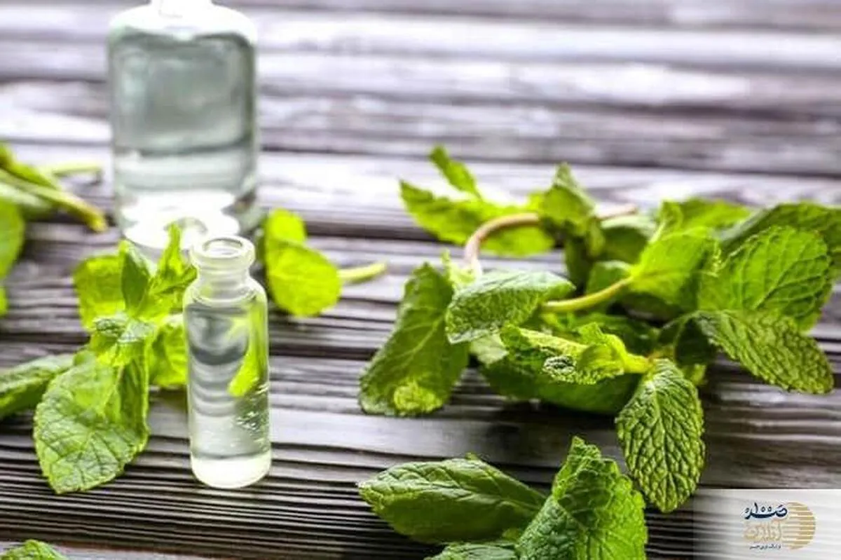 دمنوش این گیاه دم دستی؛ مسکن طبیعی برای درد معده، گرفتگی عضلات و بی‌خوابیو بهترین جایگزین برای آنتی‌بیوتیک‌ها