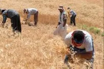 خبر خوش برای گندم‌کاران / مابه‌التفاوت پول خرید تضمینی گندم به‌زودی پرداخت می‌شود