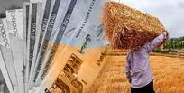 هشدار در مورد جولان دلالان خارجی گندم/ گندم را دولت 15 و دلال خارجی 25 هزار تومان می‌خرد