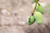 اگر زیاد چغاله بادام می خورید، مراقب باشید