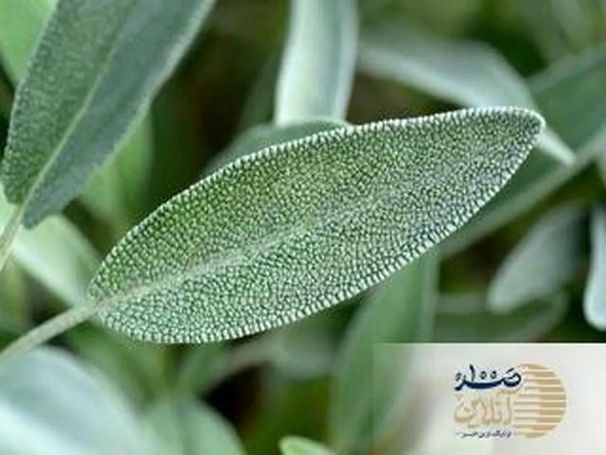 با این گیاه ارزان قیمت از شر بوی بد زیر بغل راحت شوید | دئودورانت های خود را دور بریزید و این گیاه را جایگزین کنید