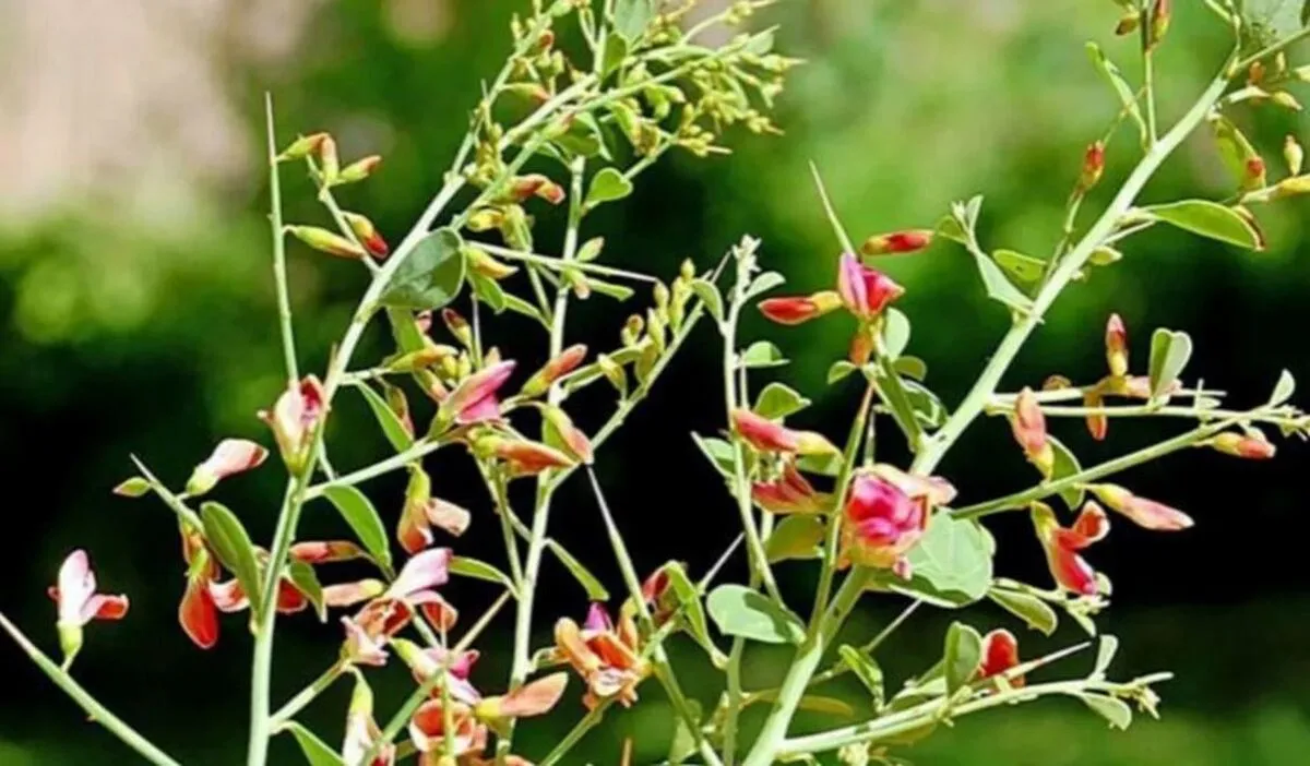 عرق این گیاه یک داروخانه سیار است