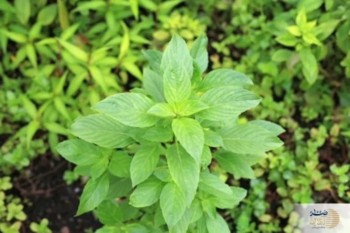 رفع کم خونی و فقر آهن با یک سبزی پر خاصیت ایرانی